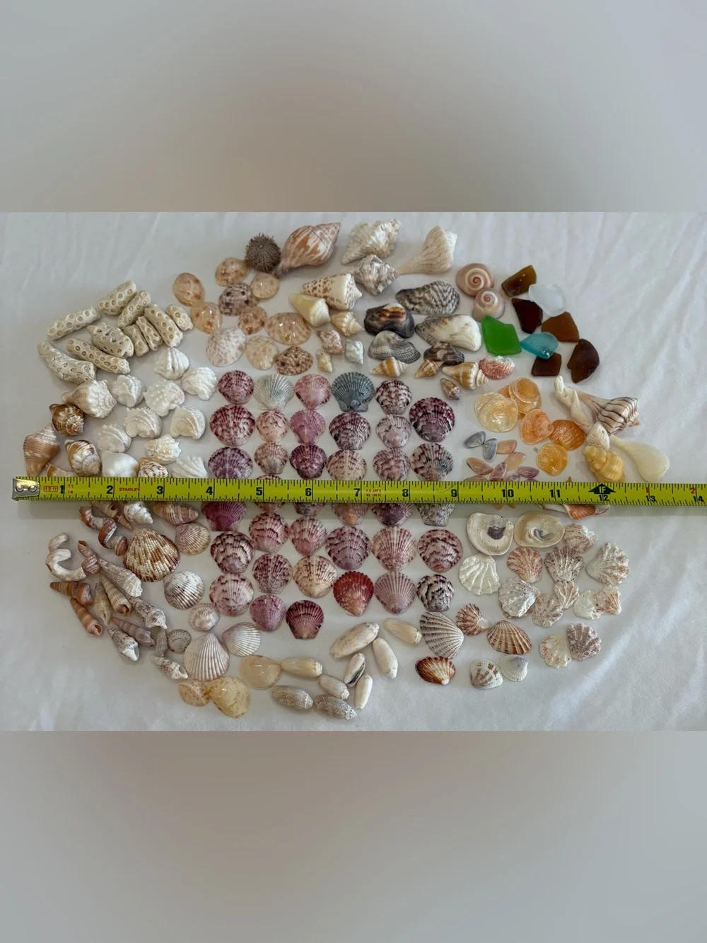 175 MIX SEASHELLS SHELLS SMALLER SIZE SANIBEL, FLORIDA CRAFT / COLLECTOR LOT 175